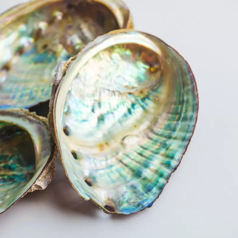 Coquille d'ormeau - 12 à 15cm