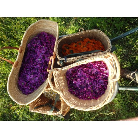 Séchage plantes sauvages bio - Menthe et Mélisse