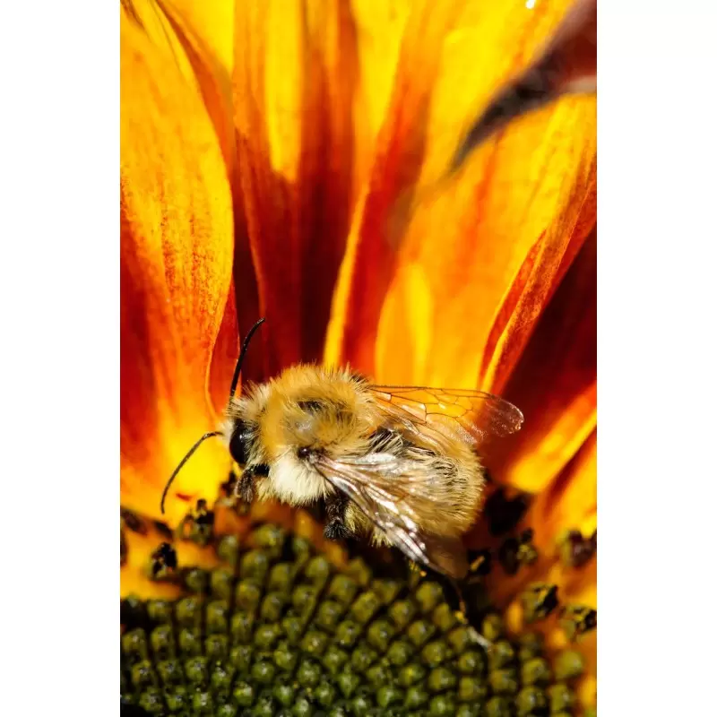 Teinture mère de propolis Bio - Menthe et Mélisse