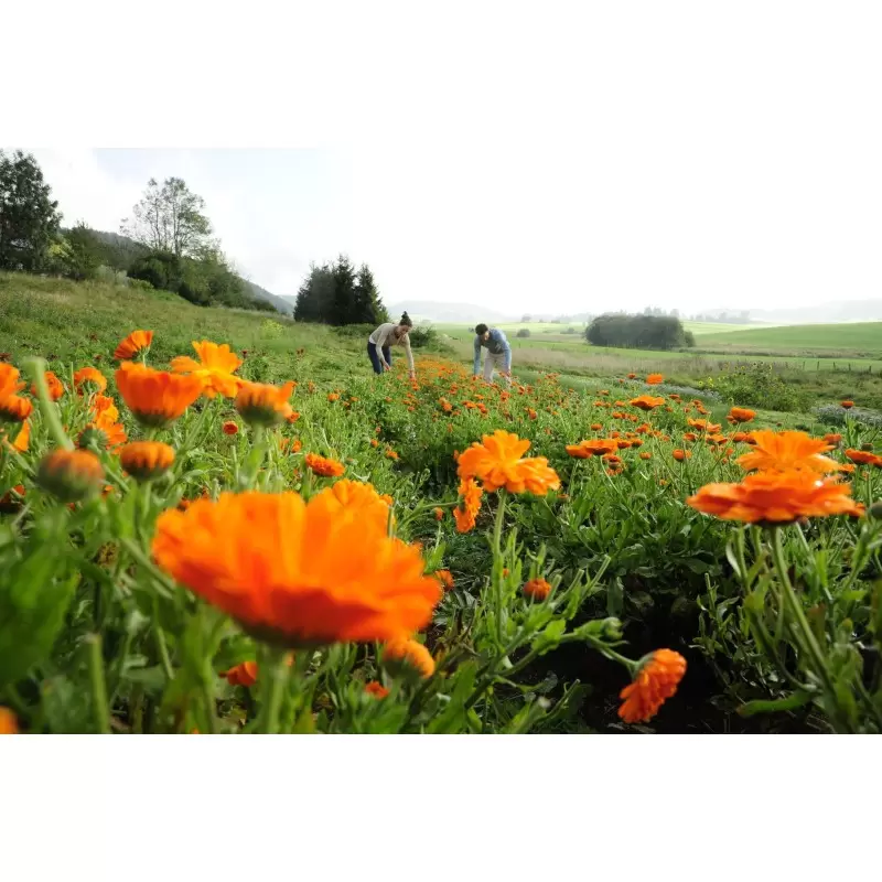 Teinture mère de Calendula Bio du Jura – 30 ml