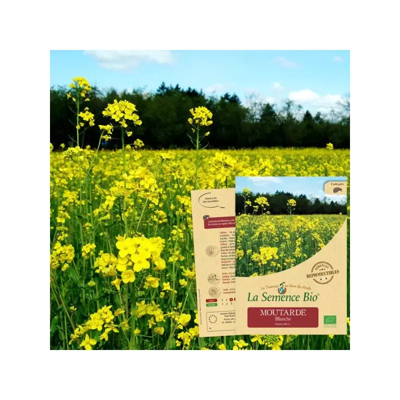 Graines Moutarde blanche BIO - La Semence Bio