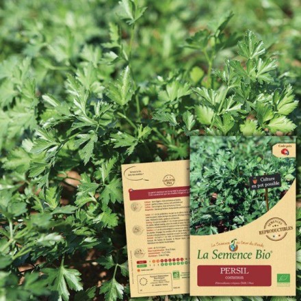 Graines Persil commun BIO - La Semence Bio