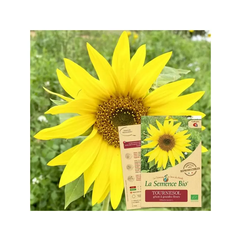 Graines Tournesol géant BIO - La Semence Bio
