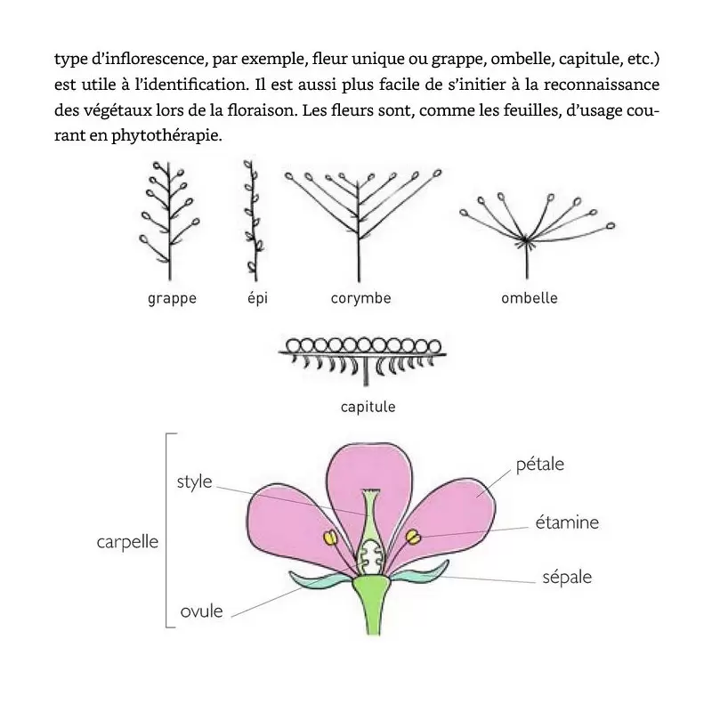 Le petit guide des plantes médicinales - Morgane Peyrot