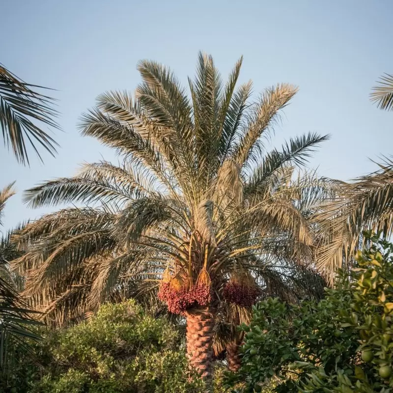 Dattes Medjool BIO d'Arabie Saoudite - vrac - Nara