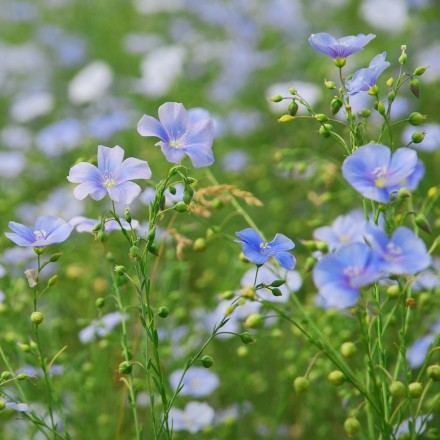 Graines Lin bleu BIO - La Semence Bio