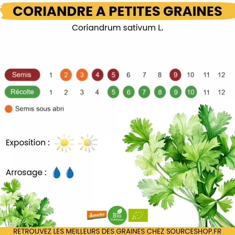 Graines Coriandre à petites graines BIO - La Semence Bio