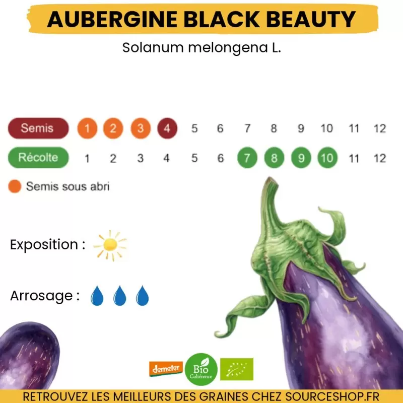 Graines Aubergine Black Beauty BIO - La Semence Bio