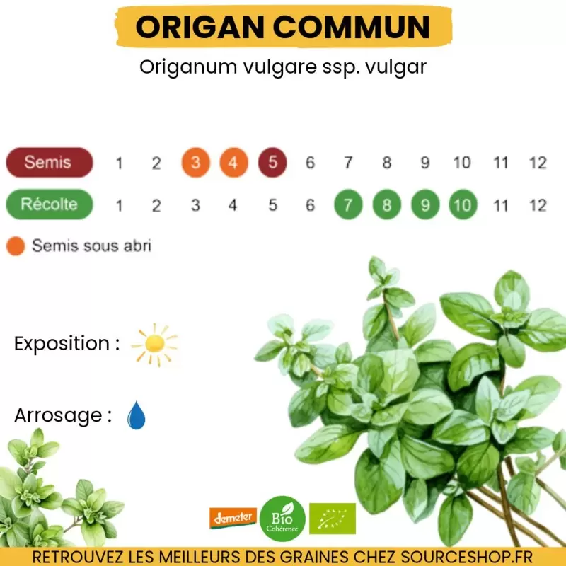Graines Origan BIO - La Semence Bio