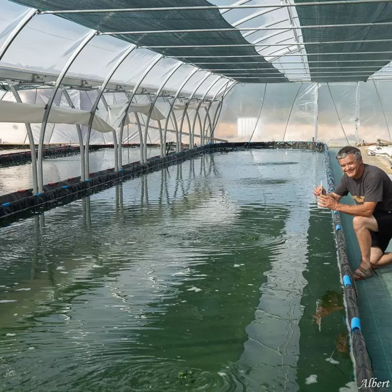 Spiruline pure Bio en comprimés du Jura - Production paysanne