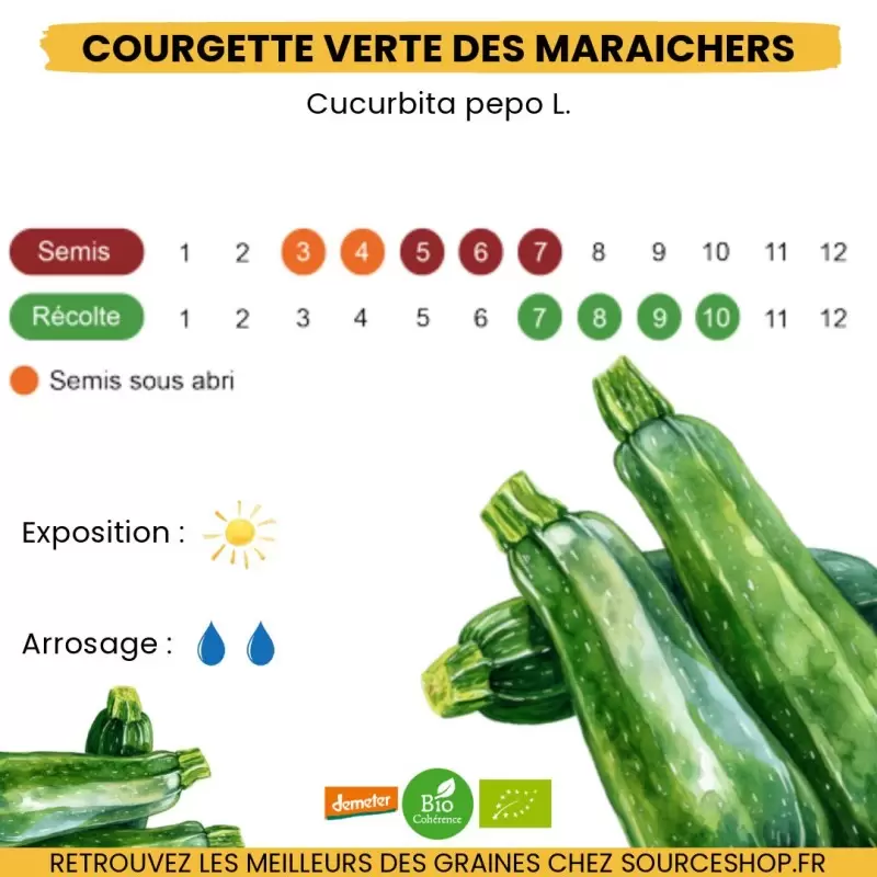 Graines Courgette verte des maraîchers BIO - La Semence Bio