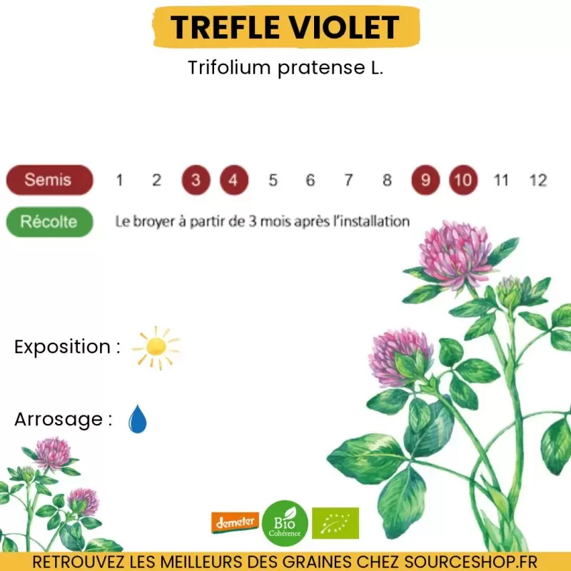 Graines Trèfle violet BIO - La Semence Bio