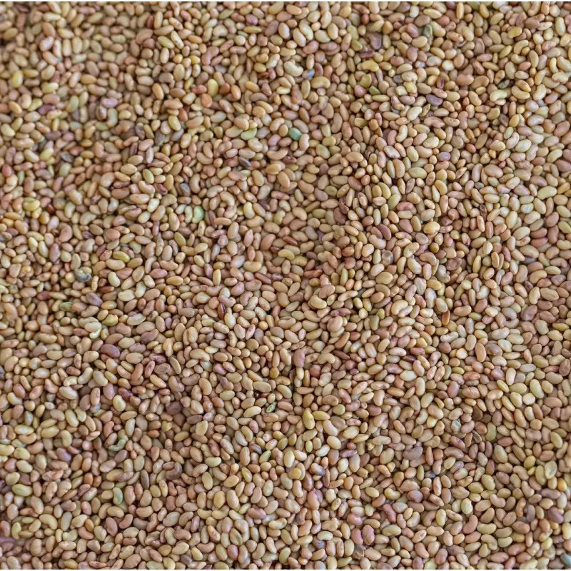 Graines à germer Alfalfa BIO - 150g