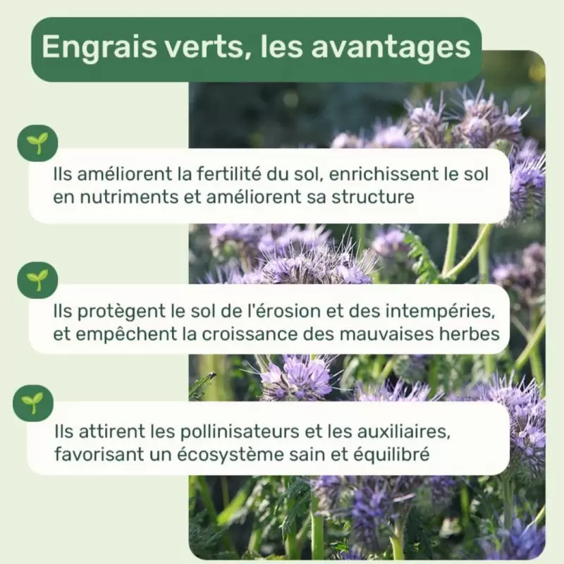 Graines Lin bleu BIO - La Semence Bio