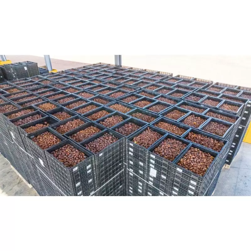Dattes Medjool du Maroc – 1kg – Qualité Premium | Oum Tomoor