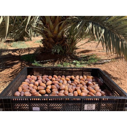 Dattes Medjool du Maroc – 1kg – Qualité Premium | Oum Tomoor