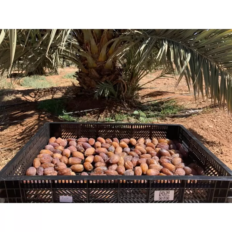 Dattes Medjool du Maroc – 1kg – Qualité Premium | Oum Tomoor