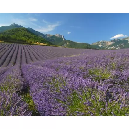 Champs de lavande bio dans la Drôme - Distillerie des 4 Vallées