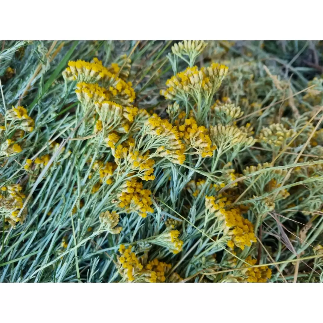 Eau Florale d'Immortelle Bio 200ml | Distillerie des 4 Vallées