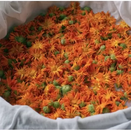 Fabrication artisanale monastique du macérât huileux de calendula Flori'sain