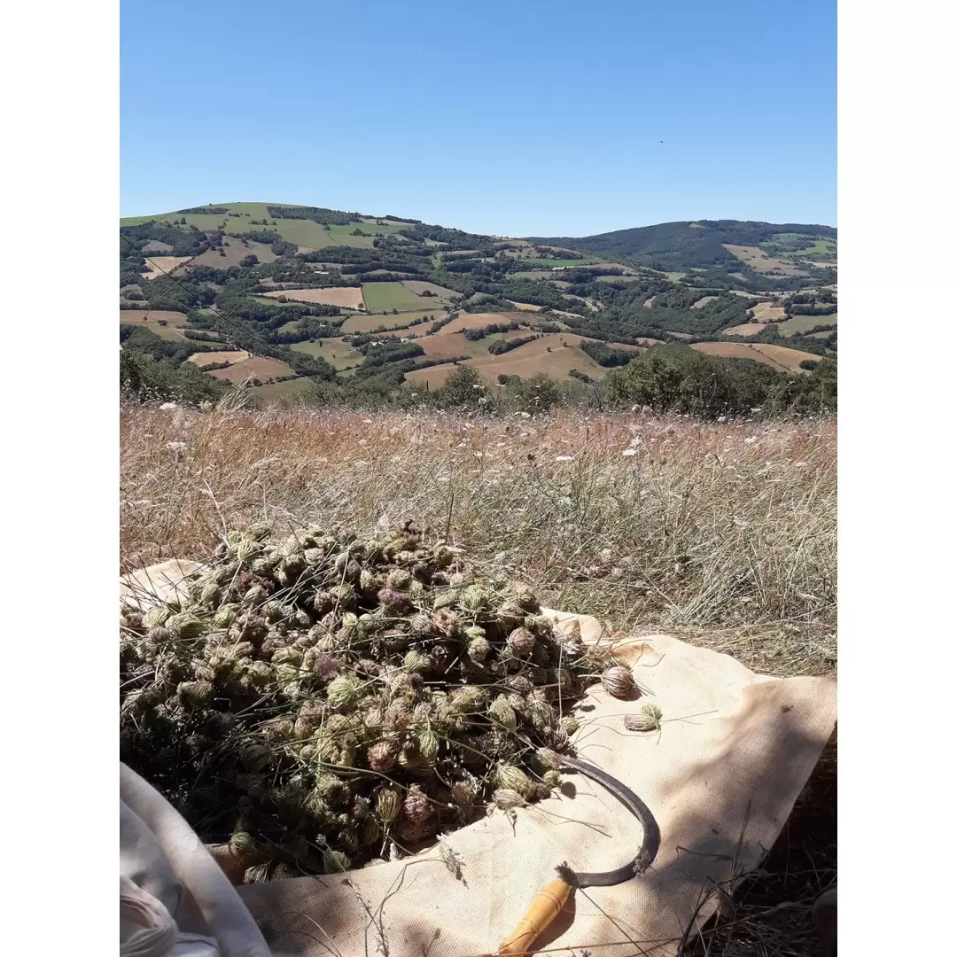 Hydrolat de Carotte Sauvage Bio de l'Aveyron - 250 ml - Qualité alimentaire - Élo'Distille