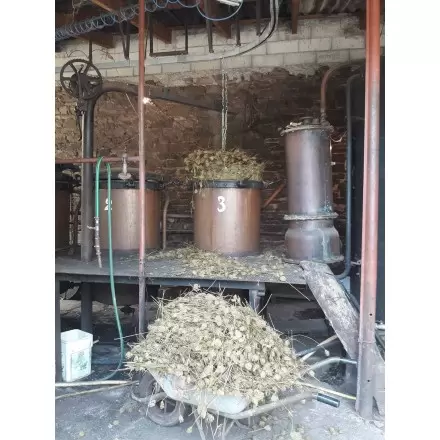 Distillation de la carotte sauvage par Élodie en Aveyron