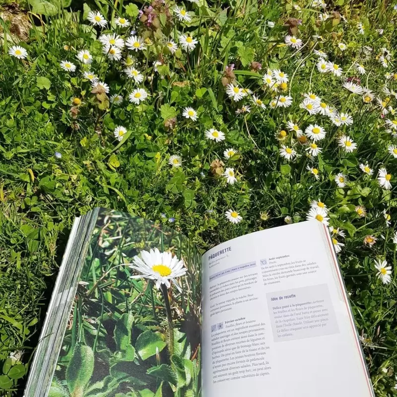 Plantes sauvages comestibles - Editions Ulmer