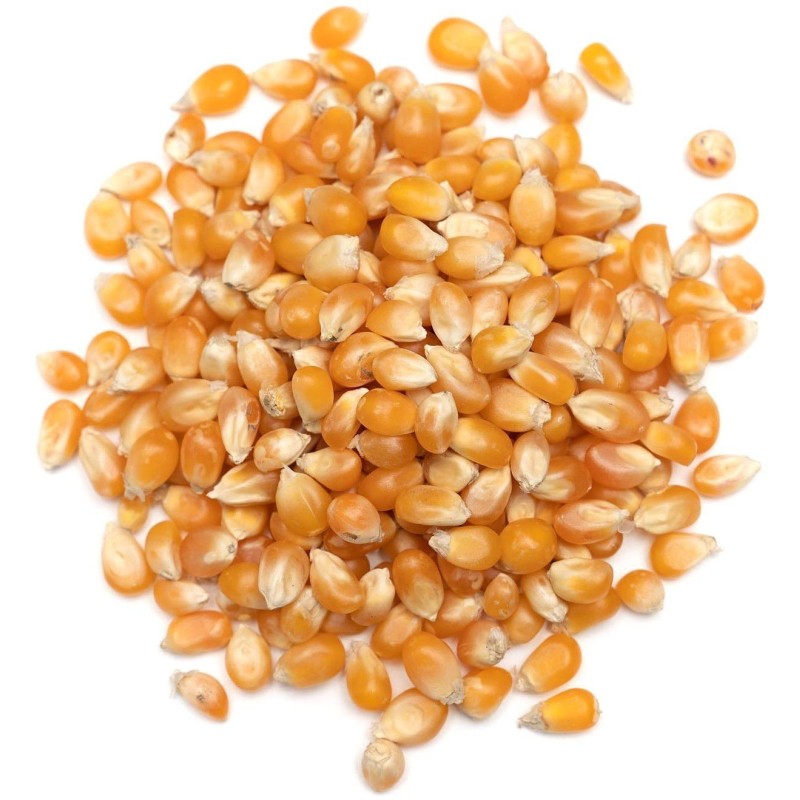 Maïs popcorn BIO en vrac