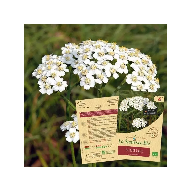 Achillée Millefeuille BIO