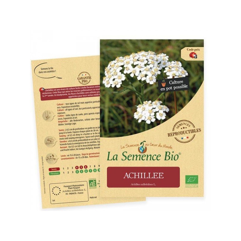 Achillée Millefeuille BIO