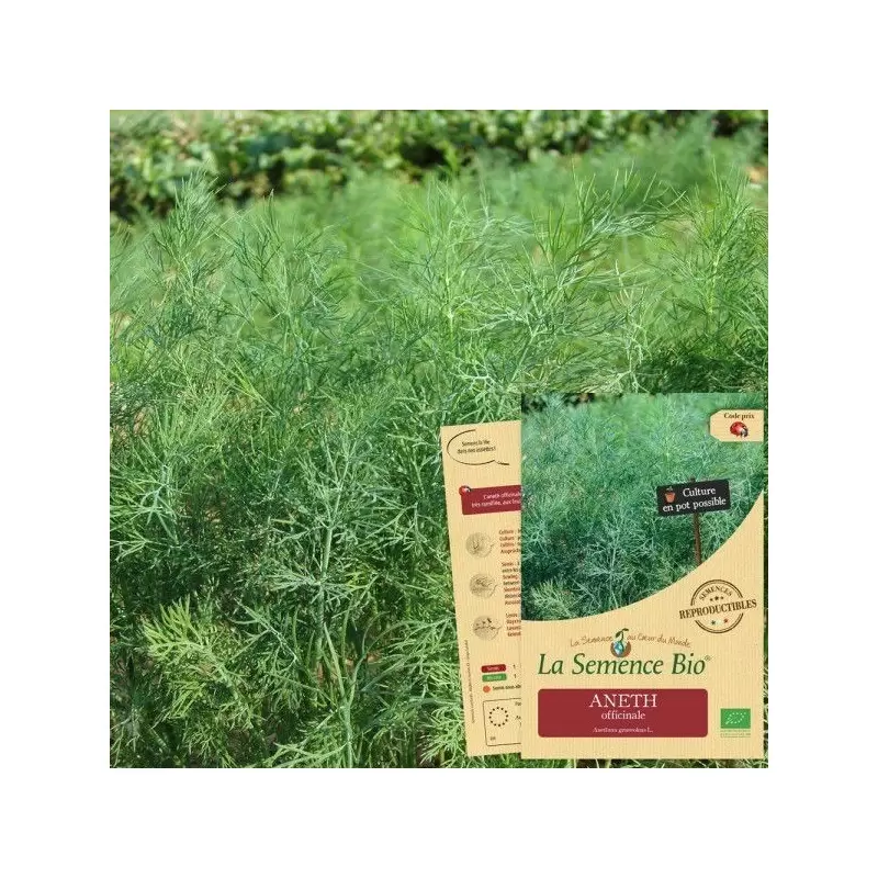 Graines Aneth Officinale BIO - La Semence Bio