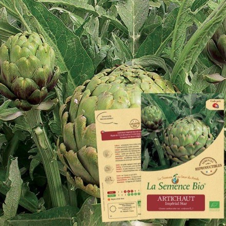 Graines Artichaut Impérial Star BIO - La Semence Bio