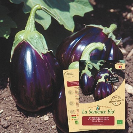 Graines Aubergine Black Beauty BIO - La Semence Bio