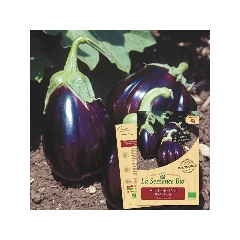 Graines Aubergine Black Beauty BIO - La Semence Bio