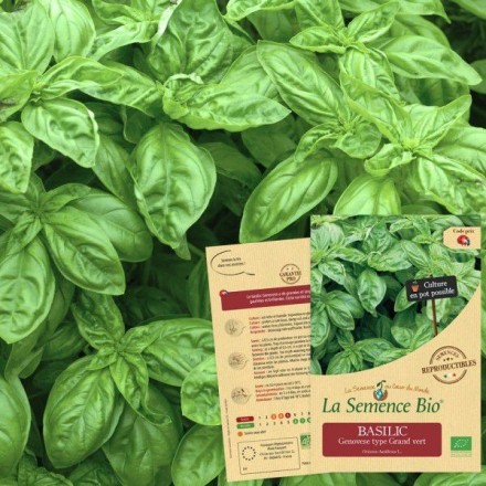 Graines Basilic Genovese BIO - La Semence Bio