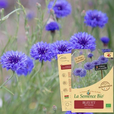 Graines Bleuet des Champs BIO - La Semence Bio