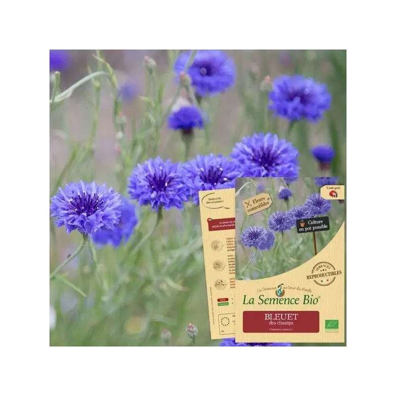 Graines Bleuet des Champs BIO - La Semence Bio