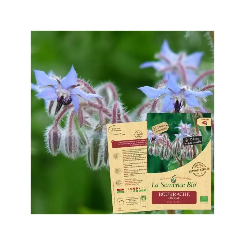 Graines Bourrache Officinale BIO - La Semence Bio