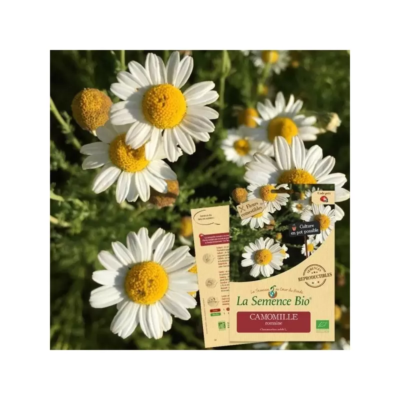 Graines Camomille Romaine BIO - La Semence Bio