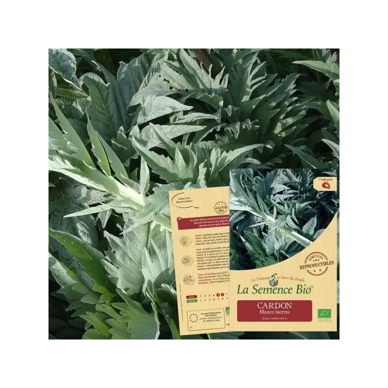 Graines Cardon Blanco Inerme BIO - La Semence Bio