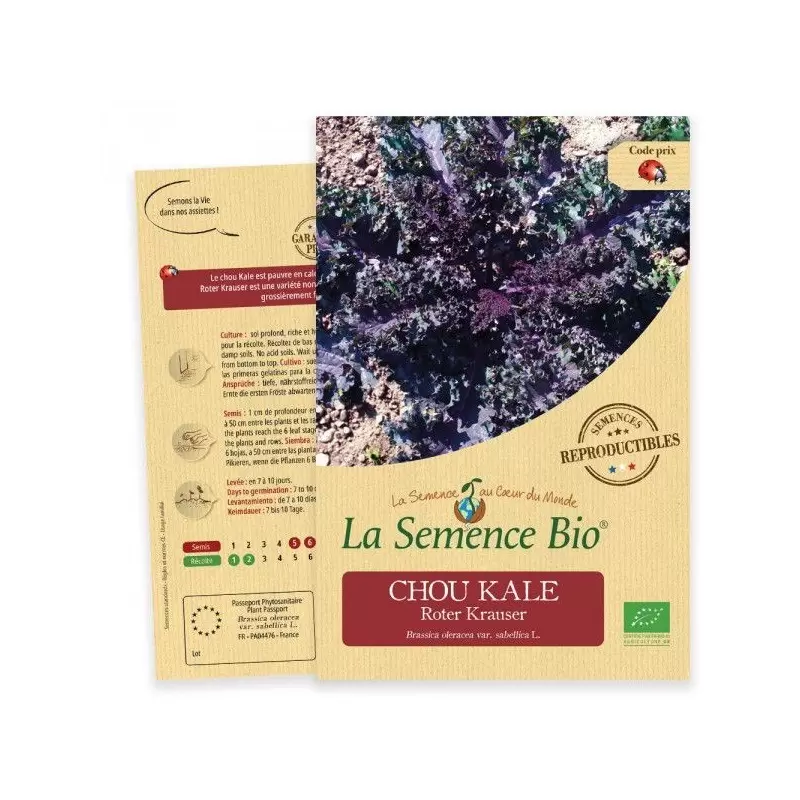 Graines Chou Kale Roter Krauser BIO - La Semence Bio