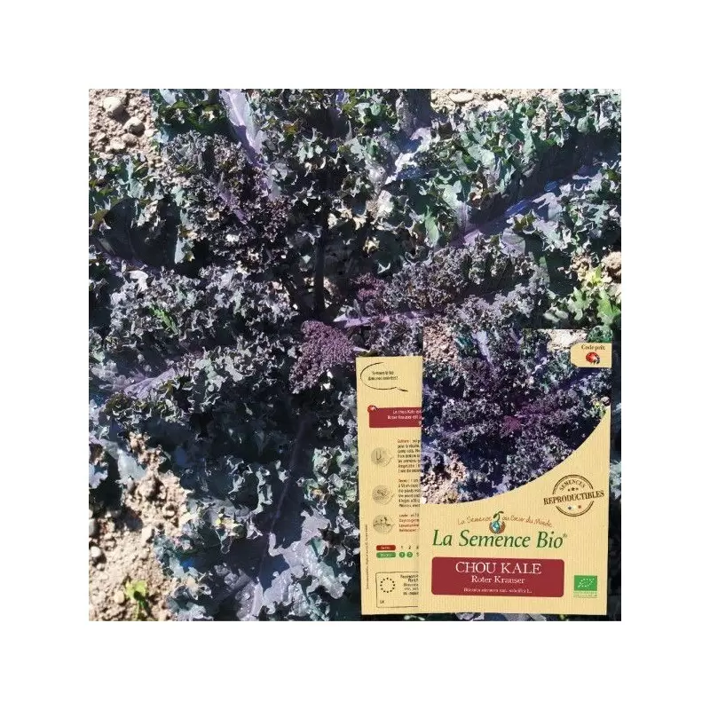 Graines Chou Kale Roter Krauser BIO - La Semence Bio