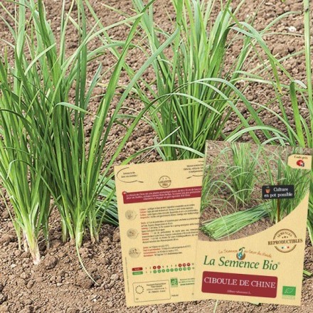 Graines Ciboule de Chine BIO - La Semence Bio