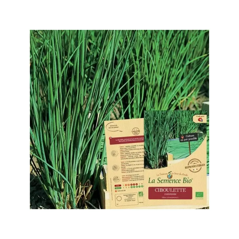 Graines Ciboulette commune BIO - La Semence Bio