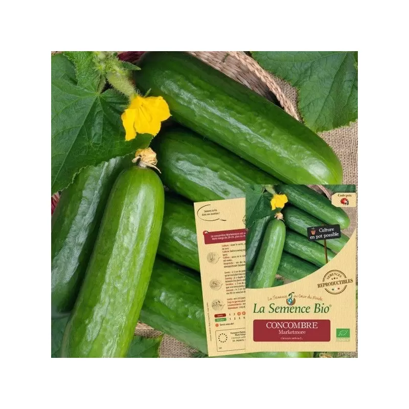 Graines Concombre Marketmore BIO - La Semence Bio