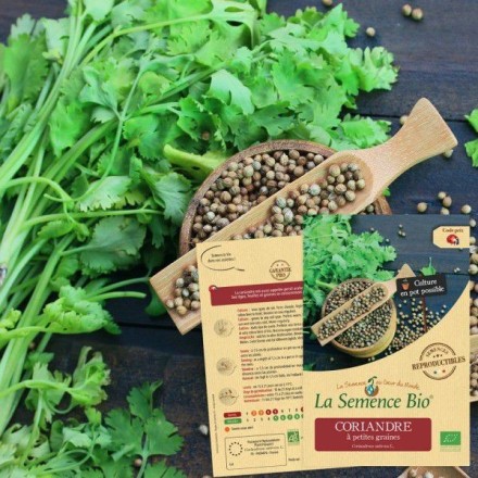 Graines Coriandre à petites graines BIO - La Semence Bio
