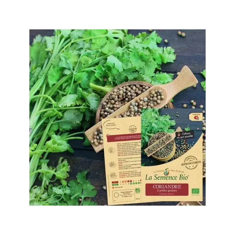 Graines Coriandre à petites graines BIO - La Semence Bio