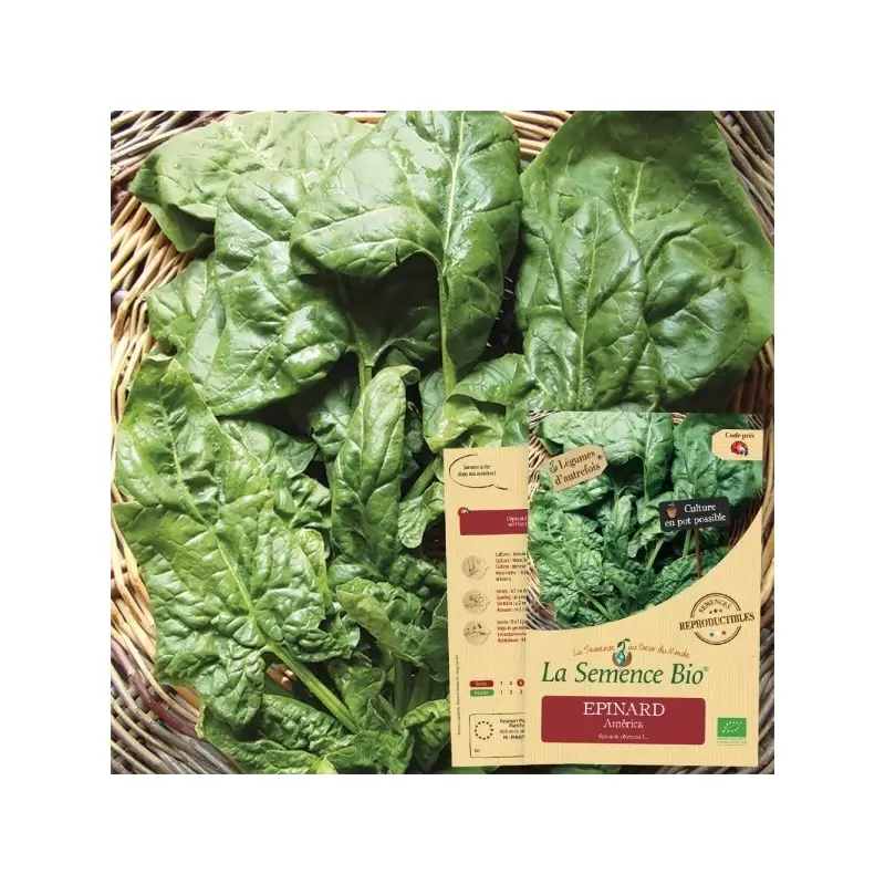 Graines Epinard America BIO - La Semence Bio