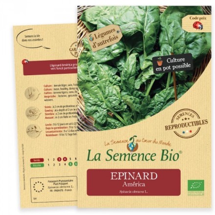 Graines Epinard America BIO - La Semence Bio