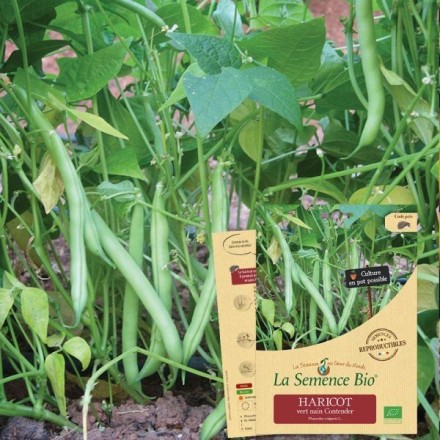 Graines Haricot Vert nain Contender BIO - La Semence Bio